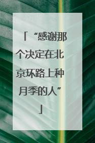 “感谢那个决定在北京环路上种月季的人”