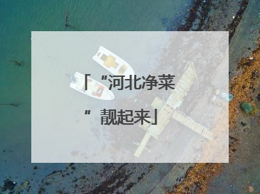“河北净菜”靓起来