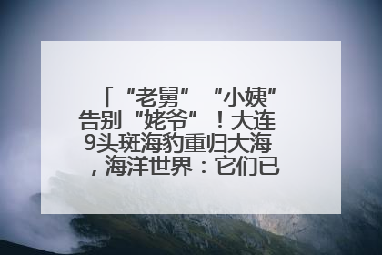 “老舅”“小姨”告别“姥爷”！大连9头斑海豹重归大海，海洋世界：它们已具备野外生存能力