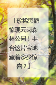 珍稀黑鹳惊现云岗森林公园！丰台这片宝地藏着多少惊喜？