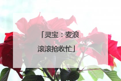 灵宝：麦浪滚滚抢收忙