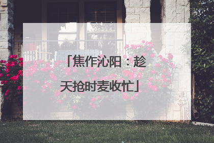 焦作沁阳：趁天抢时麦收忙
