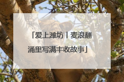爱上潍坊丨麦浪翻涌里写满丰收故事
