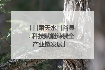 甘肃天水甘谷县：科技赋能辣椒全产业链发展