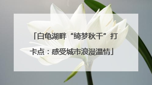 白龟湖畔“绮梦秋千”打卡点：感受城市浪漫温情