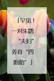 罕见！一对朱鹮“夫妇”养育“四胞胎”