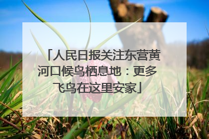 人民日报关注东营黄河口候鸟栖息地：更多飞鸟在这里安家