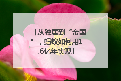 从独居到“帝国”，蚂蚁如何用1.6亿年实现