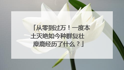 从零到过万！一度本土灭绝如今种群复壮 麋鹿经历了什么？