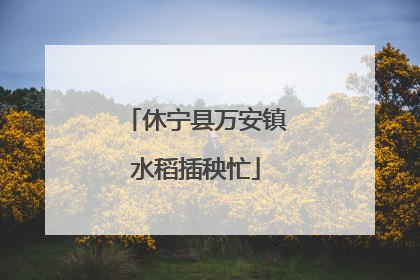 休宁县万安镇水稻插秧忙