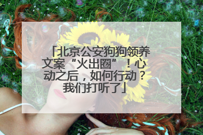 北京公安狗狗领养文案“火出圈”！心动之后，如何行动？我们打听了