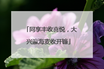 同享丰收喜悦，大兴瀛海麦收开镰