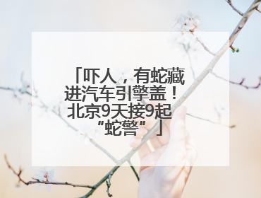 吓人，有蛇藏进汽车引擎盖！北京9天接9起“蛇警”