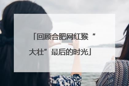 回顾合肥网红猴“大壮”最后的时光