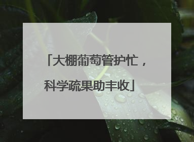 大棚葡萄管护忙，科学疏果助丰收
