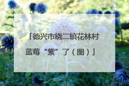 德兴市绕二镇花林村蓝莓“紫”了（图）
