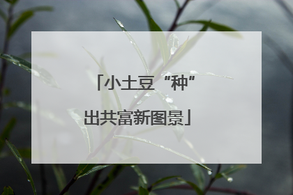 小土豆“种”出共富新图景