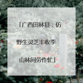 广西田林县：仿野生灵芝丰收季 山林间劳作忙