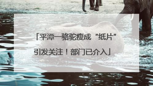 平潭一骆驼瘦成“纸片”引发关注！部门已介入
