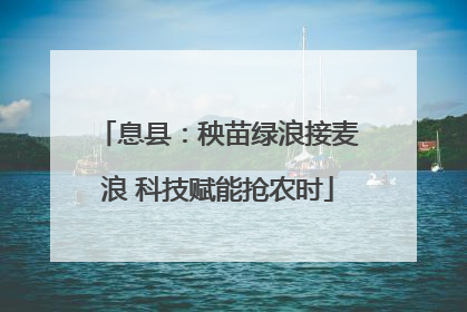 息县：秧苗绿浪接麦浪 科技赋能抢农时