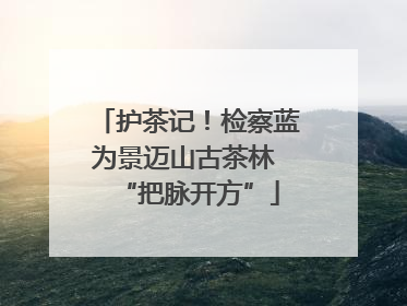 护茶记！检察蓝为景迈山古茶林 “把脉开方”