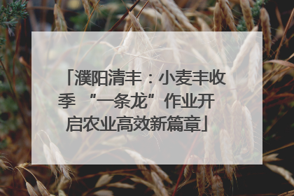 濮阳清丰：小麦丰收季 “一条龙”作业开启农业高效新篇章