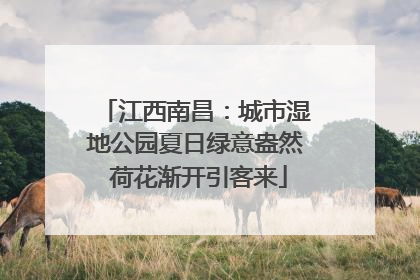 江西南昌：城市湿地公园夏日绿意盎然 荷花渐开引客来