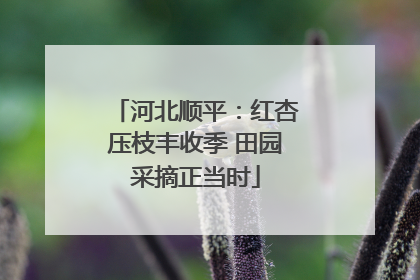 河北顺平：红杏压枝丰收季 田园采摘正当时