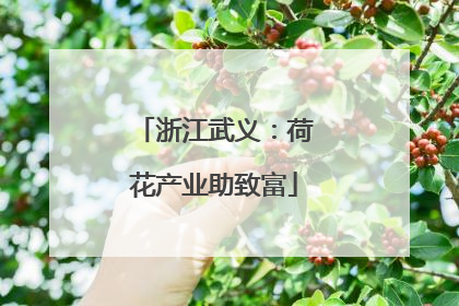 浙江武义：荷花产业助致富