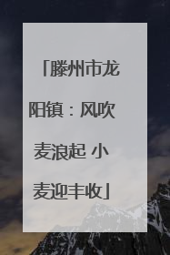 滕州市龙阳镇：风吹麦浪起 小麦迎丰收