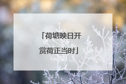 荷塘映日开 赏荷正当时