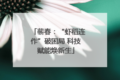 蕲春：“虾稻连作”破困局 科技赋能焕新生