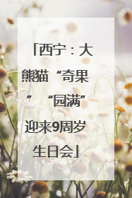 西宁：大熊猫“奇果”“园满”迎来9周岁生日会