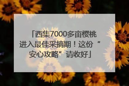 西集7000多亩樱桃进入最佳采摘期！这份“安心攻略”请收好