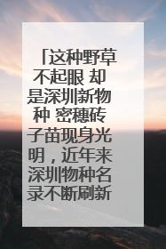 这种野草不起眼 却是深圳新物种 密穗砖子苗现身光明，近年来深圳物种名录不断刷新