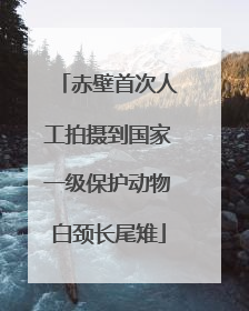 赤壁首次人工拍摄到国家一级保护动物白颈长尾雉