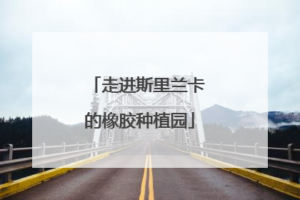 走进斯里兰卡的橡胶种植园