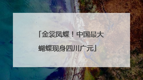 金裳凤蝶！中国最大蝴蝶现身四川广元