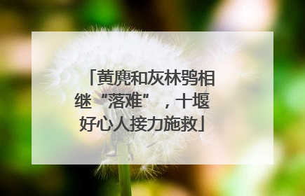 黄麂和灰林鸮相继“落难”，十堰好心人接力施救