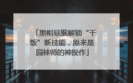 黑帽悬猴解锁“干饭”新技能，原来是园林师的神操作