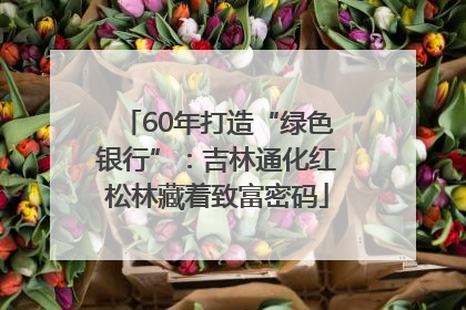 60年打造“绿色银行”：吉林通化红松林藏着致富密码